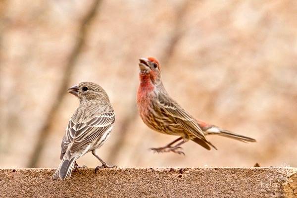 Playing Hard to Get (House Finch Courtship Dance) by wanderinggrrl is licensed under CC BY-NC-SA 2.0